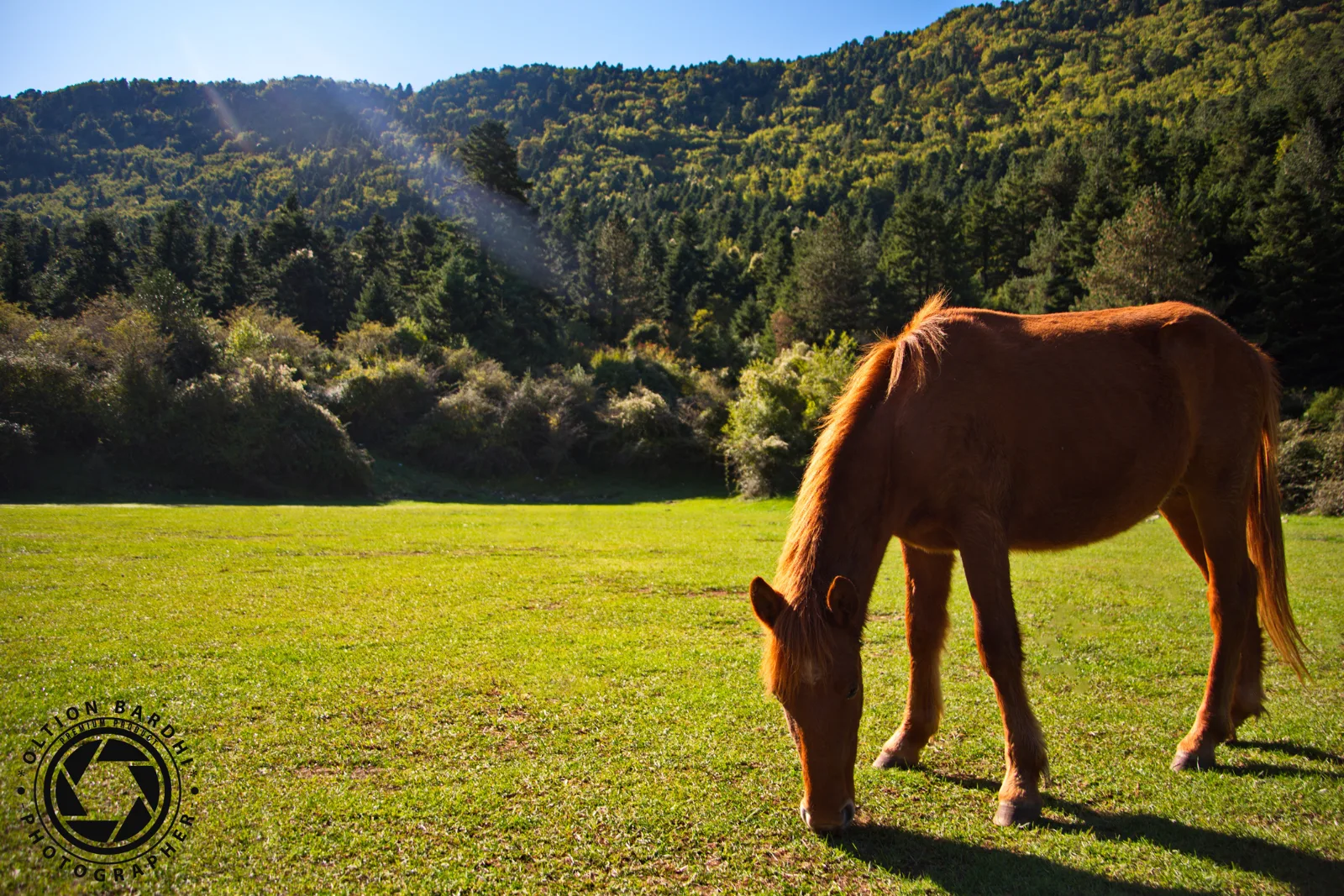 Pferd grast auf einer Bergwiese